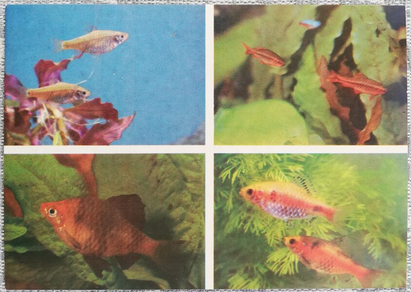 Carp 1986 Barbus vittatus 15x10.5 cm aquarium fish USSR postcard  