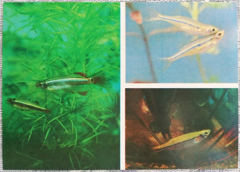 Carp 1986 Tanichthys albonubes 15x10.5 cm aquarium fish USSR postcard  