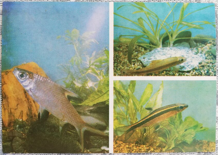 Carp 1986 Balantiocheilus melanopterus 15x10.5 cm aquarium fish USSR postcard  