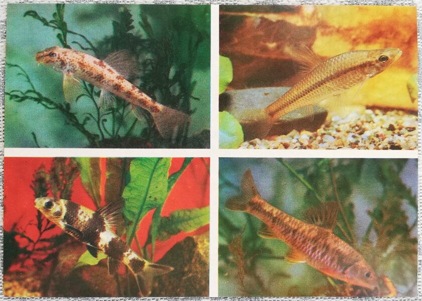 Carp 1986 Pseudogobio rivularis 15x10.5 cm aquarium fish USSR postcard  