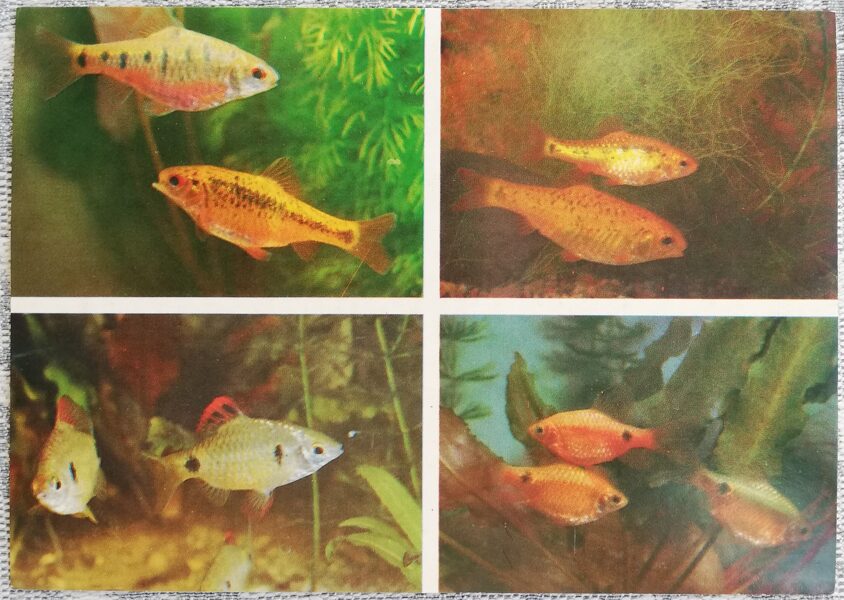 Carp 1986 Barbus semifasciolatus 15x10.5 cm aquarium fish USSR postcard  