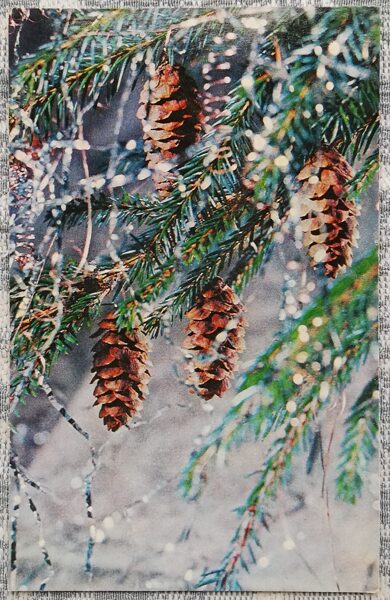 "Happy New Year!" 1977 Spruce cones 9x14 cm New Year postcard of the USSR 