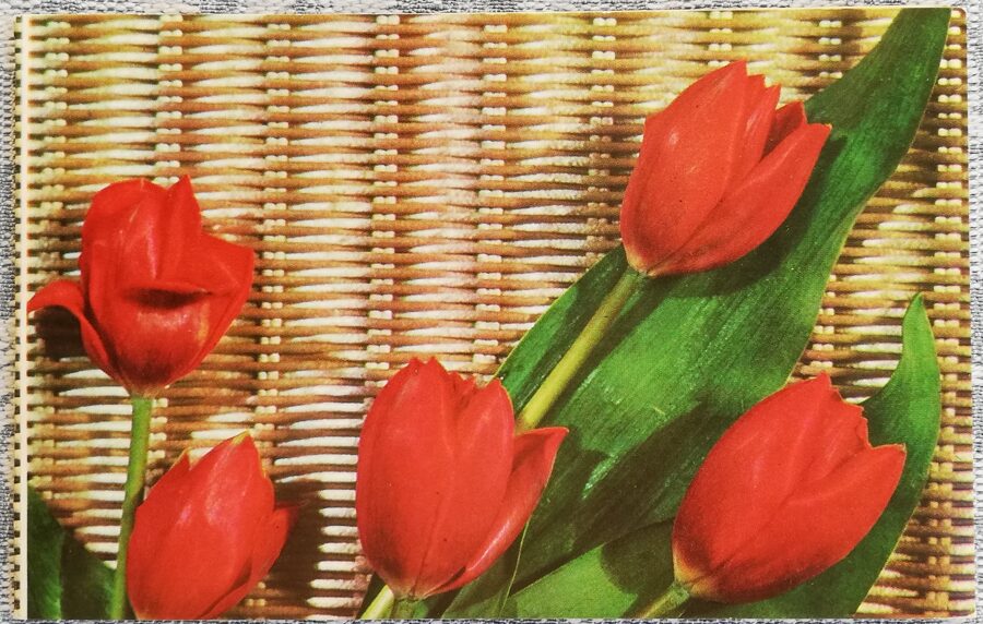 "March 8" 1972 postcard USSR 14x9 cm Tulips  