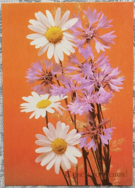 "Happy birthday!" 1989 Daisies and cornflowers 10.5x15 cm postcard USSR  