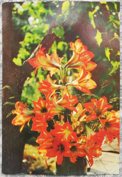 Цветы 1979 открытка СССР 10,5x15 см Лилии  