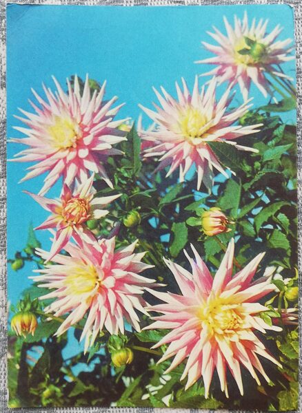 Георгины 1977 открытка СССР 10,5x15 см    