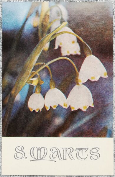 "March 8" 1979 USSR postcard 9x14 cm Snowdrops 