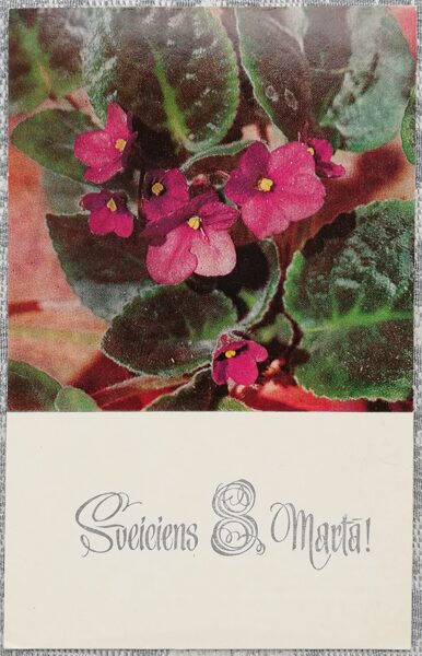 "March 8" 1979 USSR postcard 9x14 cm Primula 