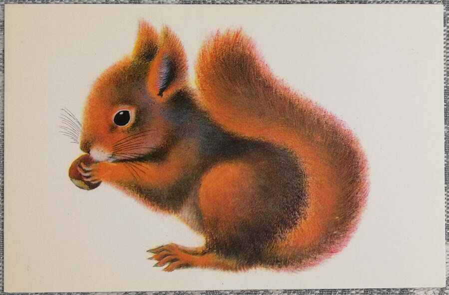 Bērnu pastkarte 1976 PSRS 14x9cm Vāverīte ar riekstu  