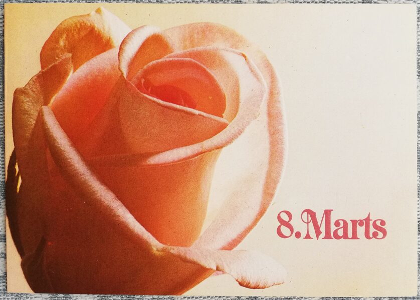 Pink rose 1987 Latvian postcard March 8 15x10.5 cm     