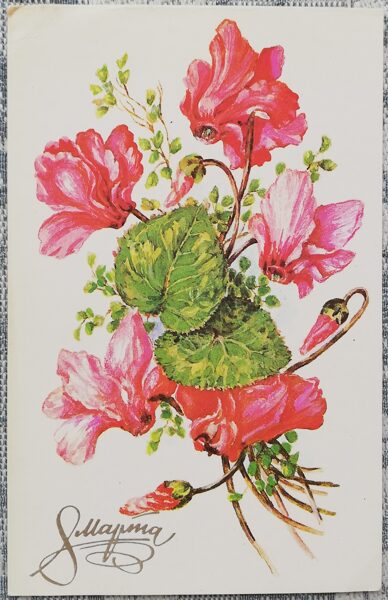 "March 8!" 1987 USSR postcard 9x14 cm Cyclamen 