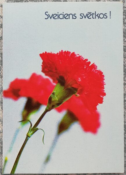 "March 8" 1989 Red carnation 10.5x15 cm USSR postcard  