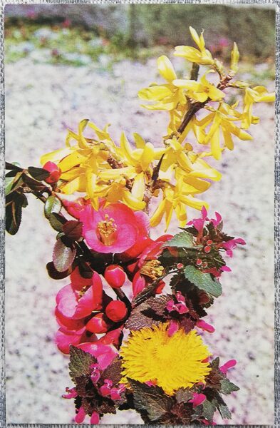 1975 Flowers 9x14 cm flowers postcard USSR  