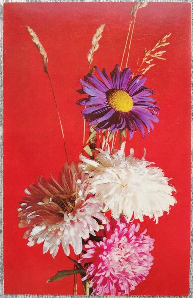 1975 Asters 9x14 cm flowers postcard USSR  