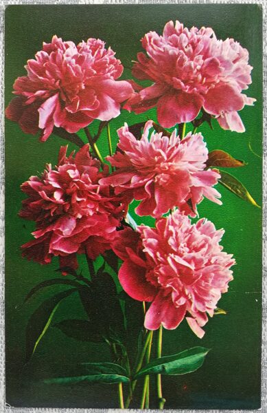 1975 Peonies 9x14 cm flowers postcard USSR  