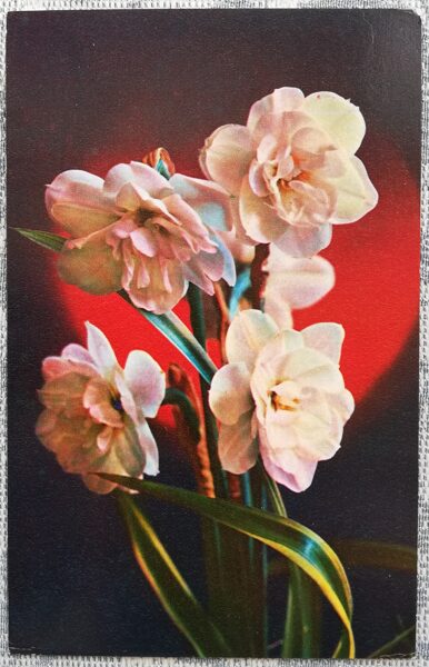 1975 Daffodils 9x14 cm flowers USSR postcard  