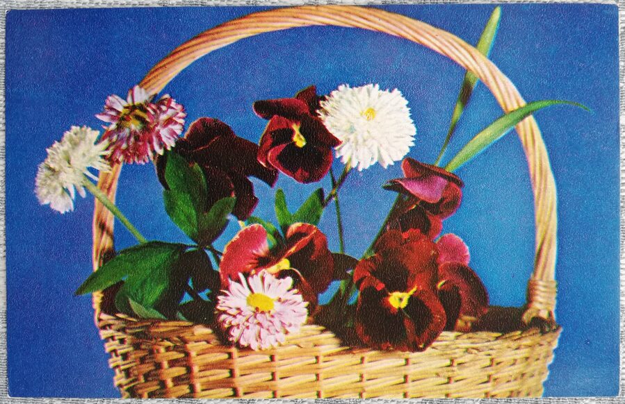 1975 Basket with tricolor violets 14x9 cm flowers postcard USSR  