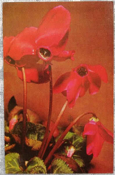 1975 Cyclamens 9x14 cm flowers Latvian postcard 