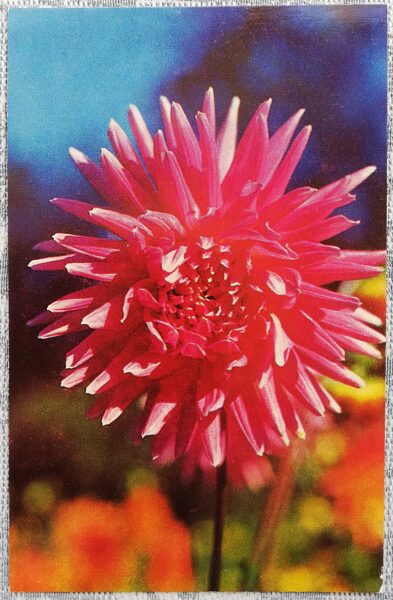 1975 Dahlias 9x14 cm flowers Latvian postcard  