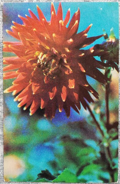 1975 Dahlias 9x14 cm flowers Latvian postcard  