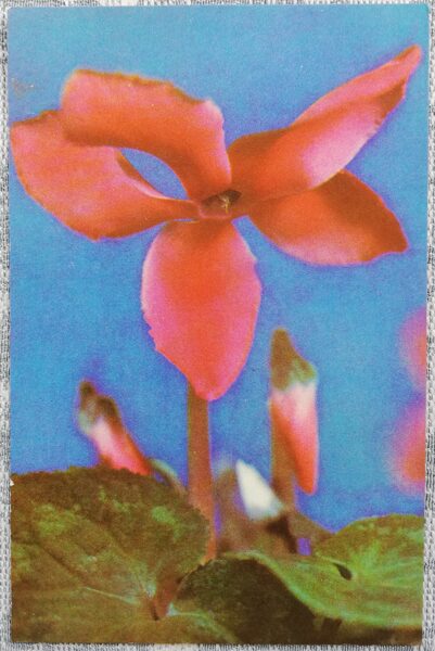 1975 Cyclamen flower 9x14 cm flowers Latvian postcard  