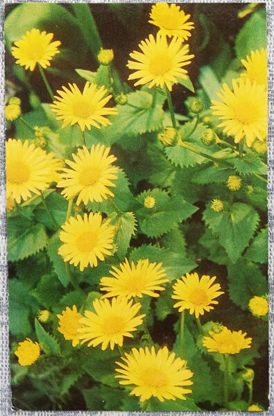 1975 Yellow flowers 9x14 cm flowers Latvian postcard 