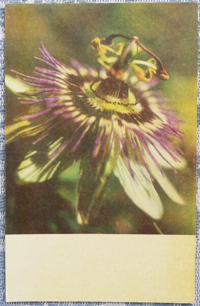 1975 Passiflora 9x14 cm flowers Estonian postcard 