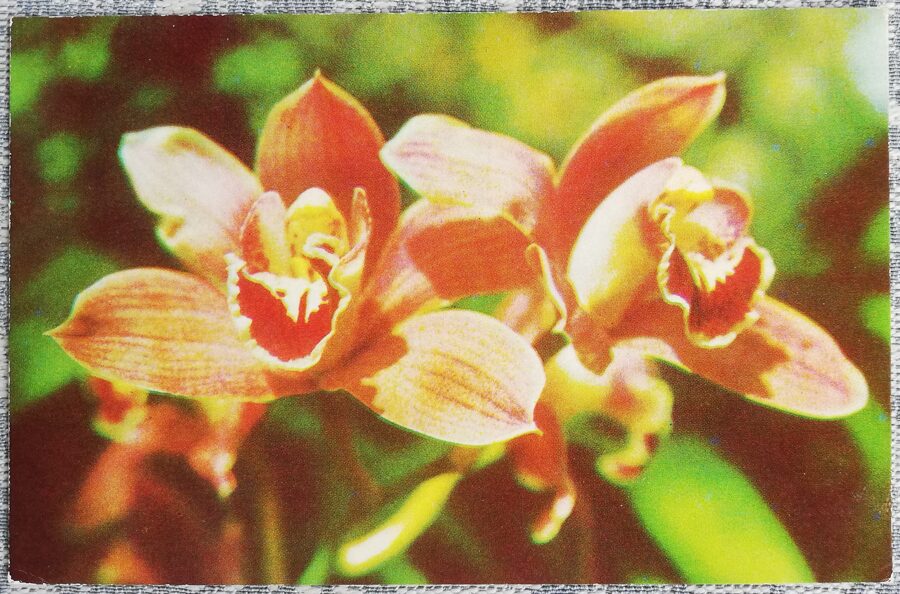 1975 Orchid 14x9 cm flowers Estonian postcard 