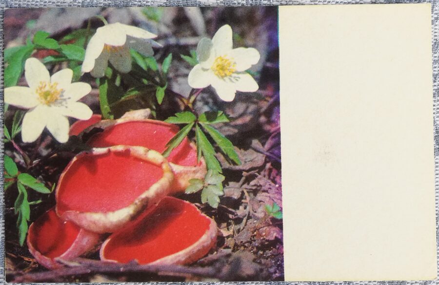 1975 Anemones 14x9 cm flowers Estonian postcard 