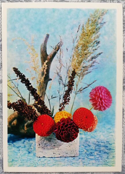 1975 Dahlias 10.5x15 cm flowers postcard USSR  