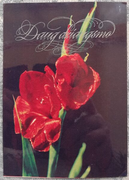 1975 Red gladiolus 10x14 cm Lithuanian postcard  