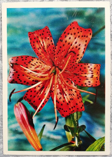 1975 Lily 10.5x15 cm flowers postcard USSR  