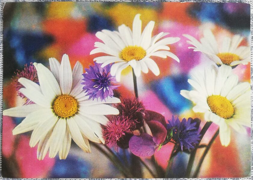 1975 Daisies and cornflowers 15x10.5 cm flowers USSR postcard  