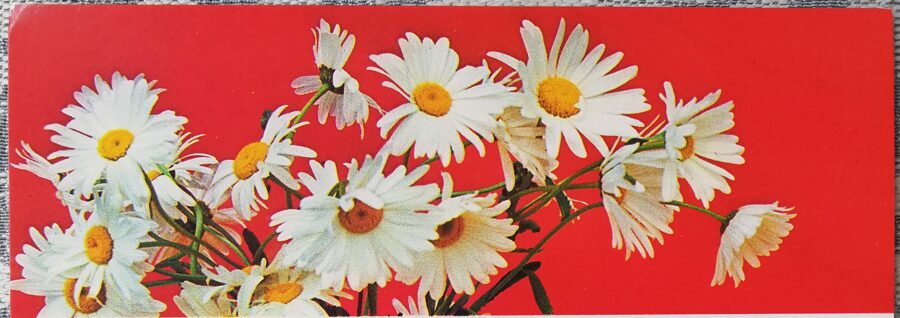 Daisies 1986 flowers 15x5 cm USSR postcard   