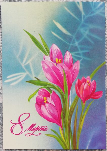 March 8 1987 Pink crocuses 10.5x15 cm USSR postcard  