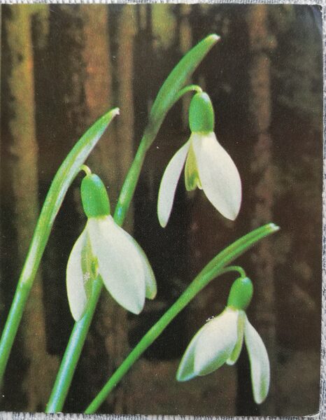March 8 1976 Snowdrops 7x9 cm USSR postcard  