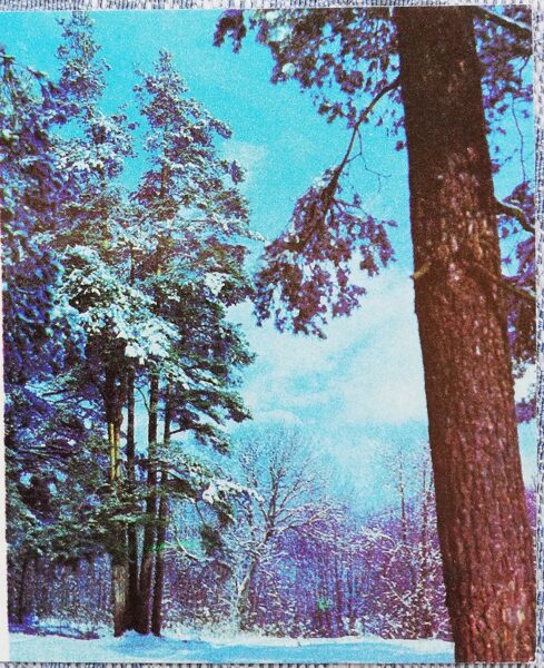 "Happy New Year!" 1975 Winter forest 7x9 cm Latvian postcard  
