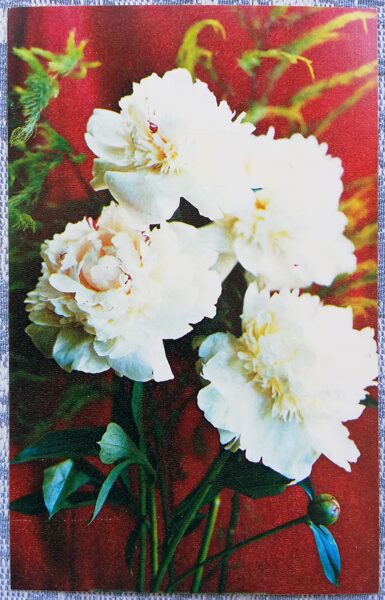 White peonies 1978 flowers 9x14 cm USSR postcard  