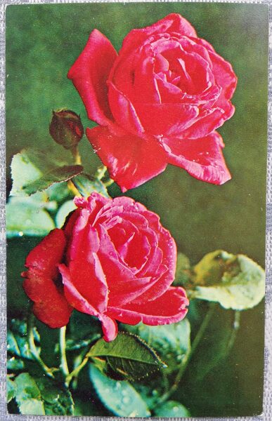 Red roses 1978 flowers 9x14 cm USSR postcard  