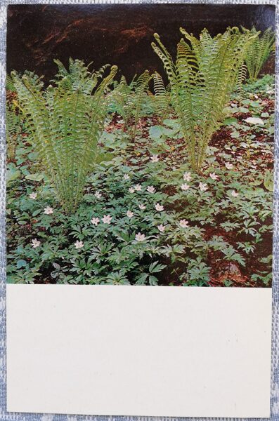 Matteuccia struthiopteris 1978 flowers 9x14 cm USSR postcard  