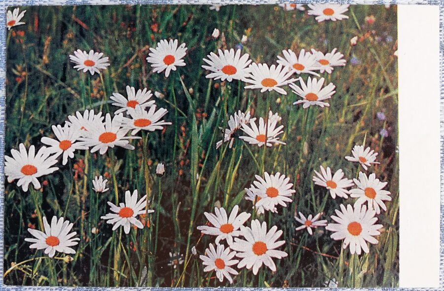 Нивяник обыкновенный 1978 цветы 9x14 см Латвийская открытка  