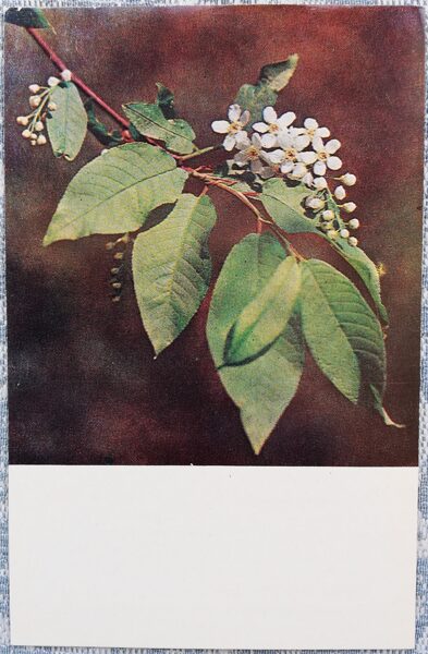 Prunus padus, Bird cherry 1978 flowers 9x14 cm Latvian postcard  