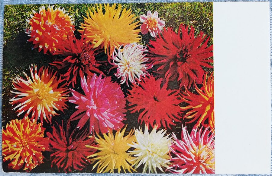 Георгины 1978 цветы 14x9 см Латвийская открытка  