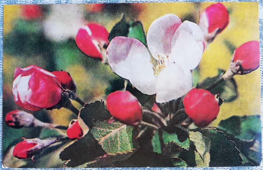 Apple tree home 1978 flowers 14x9 cm Latvian postcard  