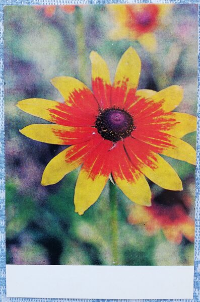 1978 цветы 9x14 см Латвийская открытка  