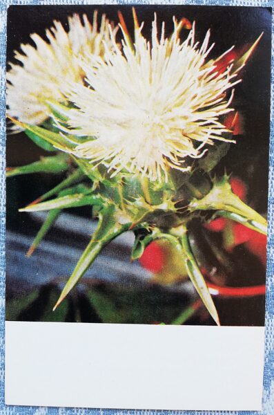 1978 flowers 9x14 cm Latvian postcard  