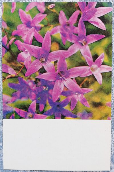 Колокольчик раскидистый 1978 цветы 9x14 см Латвийская открытка  