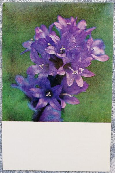 Колокольчик крапиволистный 1978 цветы 9x14 см Латвийская открытка  