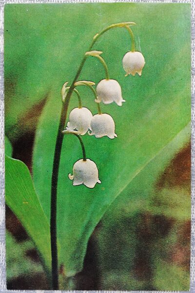 Lily of the valley May 1978 flowers 9x14 cm Latvian postcard  