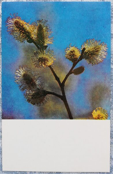 Vītoļi Kārkļi 1978 ziedi 9x14 cm Latvijas pastkarte  
